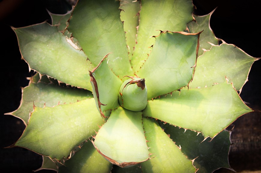 Verde Vivo