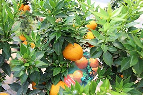 Chinotto: il meno 