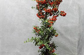 Piracanta