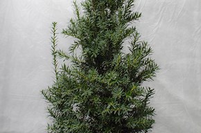 Taxus piccolo