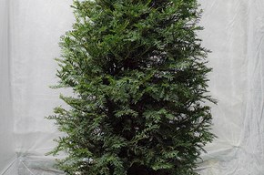 Taxus grande