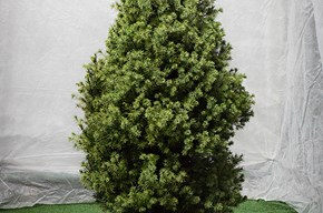 Picea