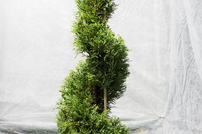 Cupressus spiralis piccola