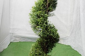 CUpressus spiralis media