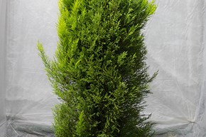 Cupressus goldcrest grande