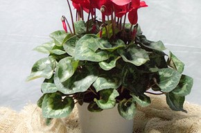 Ciclamino medio