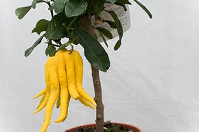 Limone mano di Buddha