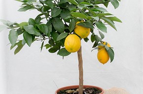 Limone Mayer piccolo