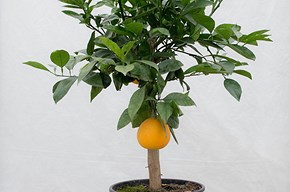 Arancio piccolo