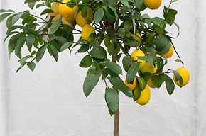 Limone Mayer alto