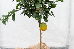 Arancio alto