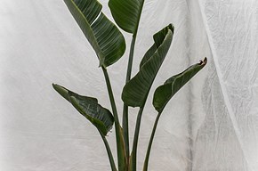 Sterlizia (finto banano)