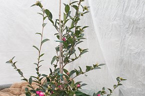 Camelia Sasanqua fucsia