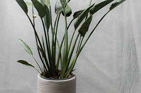 Sterlizia reginae