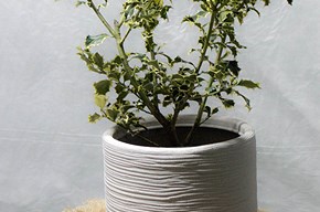 Agrifoglio variegato piccolo