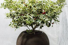 Agrifoglio variegato medio