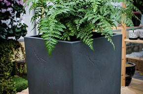 Ardesia cubo